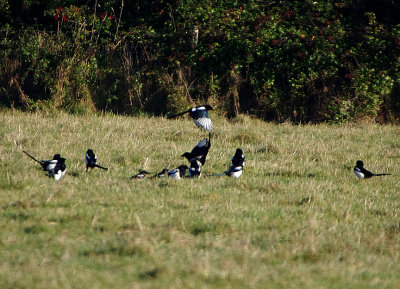 BLACK-BILLED MAGPIE . BOWLING GREEN MARSH . TOPSHAM . DEVON . 26 / 9 / 2018