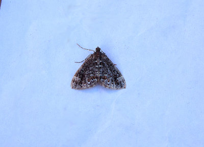 COMMON MARBLED CARPET ( Chloroclysta truncata ) . TOPSHAM . DEVON . 1 . 10 . 2018.JPG
