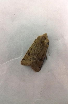 LUNER UNDERWING ( Omphaloscelis lunosa ) . TOPSHAM . DEVON . 1 . 10 . 2018.JPG
