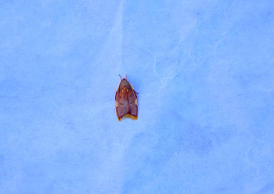 LONG-HORNED FLAT-BODY ( Carcina quercana ) . TOPSHAM . DEVON . 1 . 10 . 2018.JPG