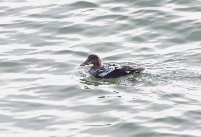 COMMON EIDER . DAWLISH WARREN . DEVON . ENGLAND . 5 / 10 / 2018