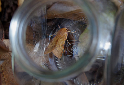 FLOUNCED CHESTNUT ( Agrochola helvola ) . TOPSHAM ( Martin ) . 10 . 10 . 2018