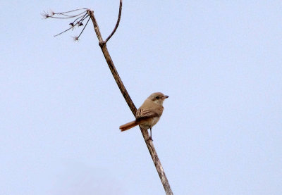 Isabelline Shrike . Lanius isabellinus