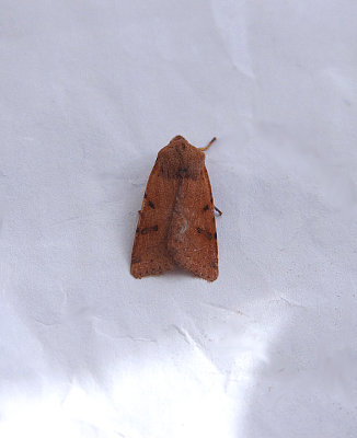 BEADED CHESTNUT ( Agrochola lychnidis ) . TOPSHAM . DEVON . 13 / 10 / 2018