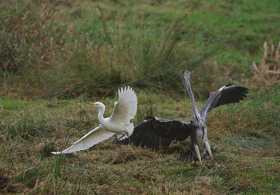 CATTLE EGRET , COCKWOOD MARSH , DEVON , ENGLAND , 15 , 10 , 2018