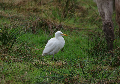CATTLE EGRET . COCKWOOD MARSH . DEVON . ENGLAND . 15 . 10 . 2018