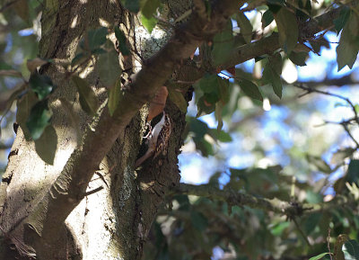 EURASIAN TREECREEPER . THE CONNAUGHT GARDENS . SIDMOUTH . DEVON . ENGLAND . 18 / 10 / 2018