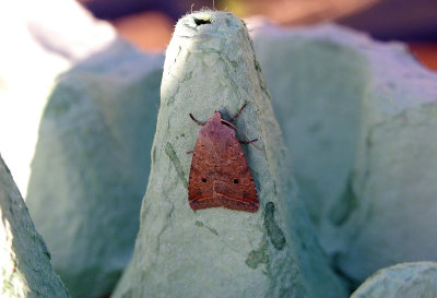 RED-LINE QUAKER ( Agrochola lota ) . SAINT HILL . DEVON . 22 . 10 . 2018 .JPG
