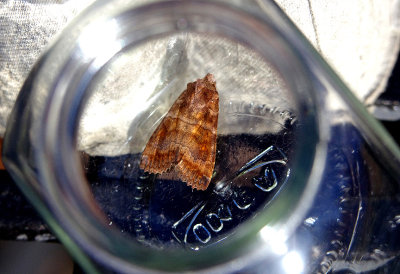 SATELLITE ( Eupsilia transversa ) . SAINT HILL . DEVON . 22 . 10 . 2018 .JPG
