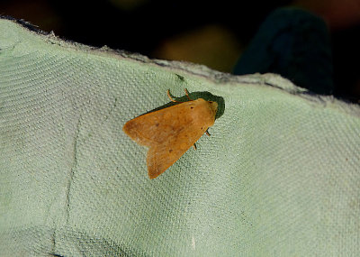 YELLOW-LINE QUAKER ( Agrochola macilenta ) . SAINT HILL . DEVON . 22 . 10 . 2018 .JPG