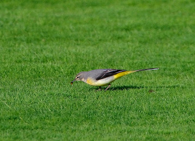 GREY WAGTAIL . TOPSHAM BOWLES CLUB . DEVON . 28 . 10 . 2018