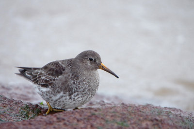 PURPLE SANDPIPER , MAER ROCKS , EXMOUTH , DEVON , 8 , 11 , 2018