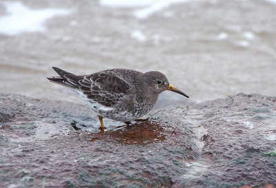 PURPLE SANDPIPER . MAER ROCKS . EXMOUTH . DEVON . 8 . 11 . 2018