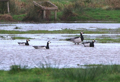 BARNACLE GOOSE . THE EXMINSTER MARSHES . DEVON . 17 . 11 . 2018