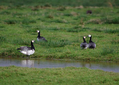BARNACLE GOOSE . THE EXMINSTER MARSHES . DEVON . 19 . 11 . 2018