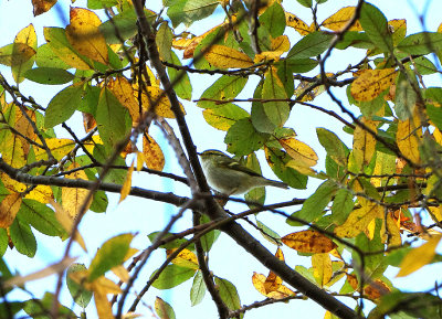 PALLAS`S WARBLER . THE EXMINSTER MARSHES . DEVON . ENGLAND . 18 / 11 / 2018
