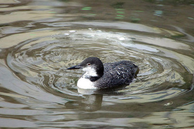 GREAT NORTHERN DIVER , BRIXHAM INNER HARBOUR , DEVON , 26 / 11 / 2018