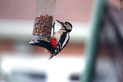 GREAT SPOTTED WOODPECKER . GARDEN FEEDERS . TOPSHAM . DEVON . 3 . 12 . 2018