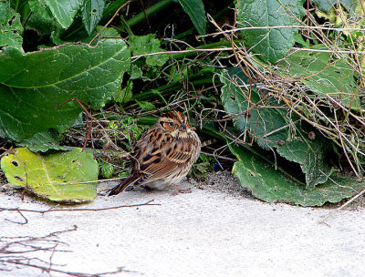 LITTLE BUNTING , CHISWELL , PORTLAND , DORSET , 10 , 12 , 2018