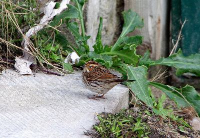 LITTLE BUNTING . CHISWELL . PORTLAND . DORSET . 10 . 12 . 2018
