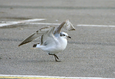 MEDITERRANEAN GULL ( 1st Winter ) . RADIPOLL LAKE . WEYMOUTH . DORSET . 10 . 12 . 2018