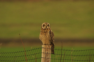 SHORT-EARED OWL . Nr ABBOTSBURY SWANNERY . DORSET . ENGLAND . 10 . 12 . 2018