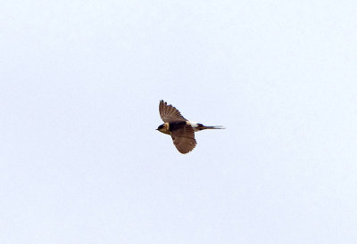 RED-RUMPED SWALLOW , TORPOINT , CORNWALL , 11 , 12 , 2018