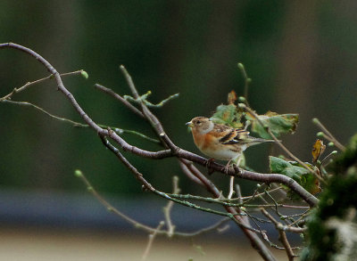 BRAMBLING . THE HALDON FOREST . DEVON . ENGLAND . 7 . 1 . 2018