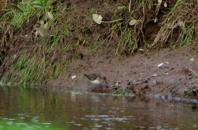 TEMMINCK`S STINT , CHAPLE AMBLE , CORNWALL , ENGLAND , 8 , 1 , 2019