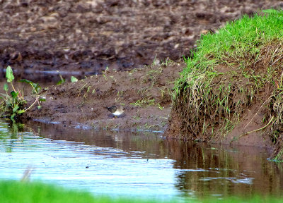 TEMMINCK`S STINT . CHAPLE AMBLE . CORNWALL . ENGLAND . 8 . 1 . 2019