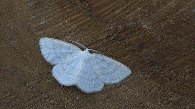 _C0A0656-H4.jpg