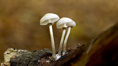 mushrooms