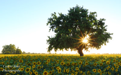 Sunflowers 2017