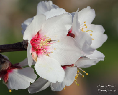  Almond Blossoms 2018