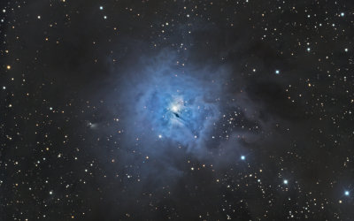 NGC 7023 (The Iris Nebula)