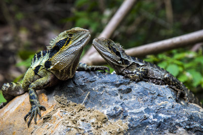 Eastern Water Dragon Pair