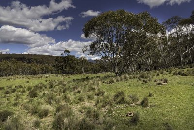 High Country Trip Nov 2018__8EF1688s.jpg