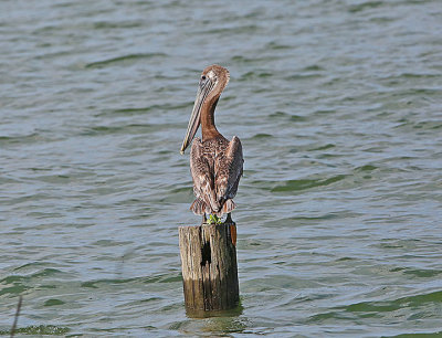 Alabama Brown Pelican