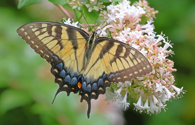 Butterflies & Moths