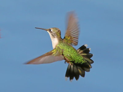 Hummingbirds - 2017
