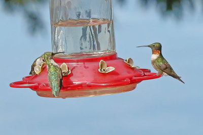 Hummingbirds - 2018 Collection Gallery 1