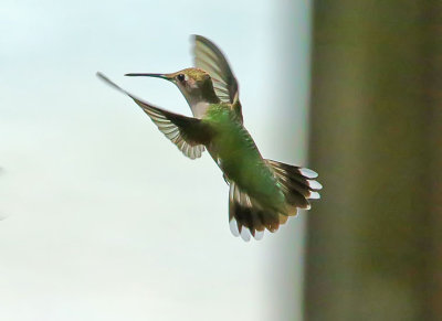 Hummingbirds - 2018 Collection Gallery 2