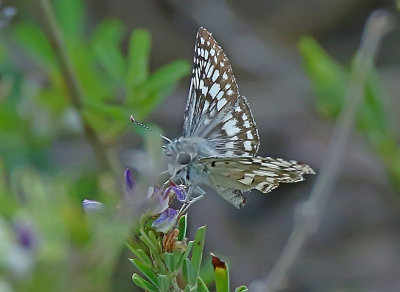 Wheeler National Wildlife Refuge - 09/20/2018