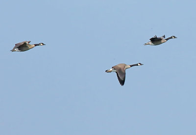 Geese Family Gallery