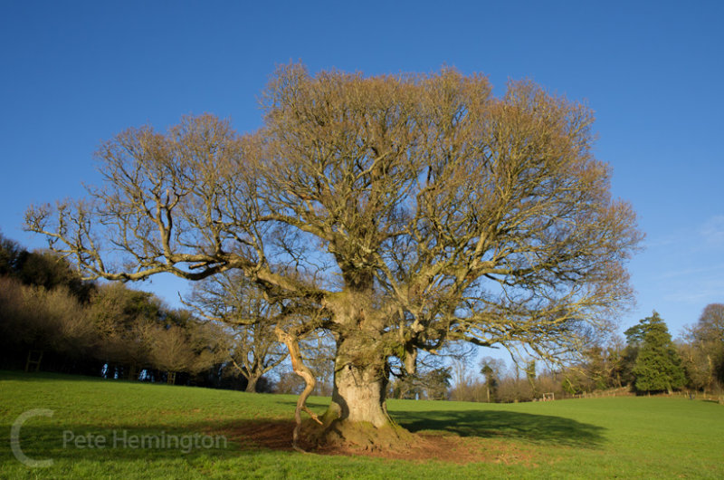 Winter tree in Killerton Estate