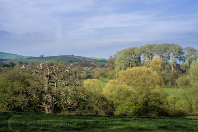 Spring trees near Killerton