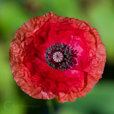 Poppy from the garden