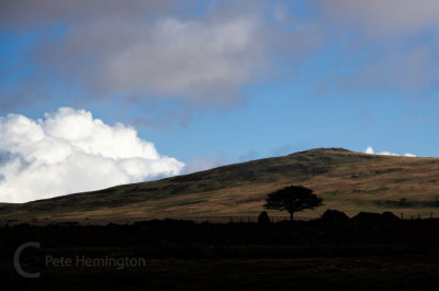 Lone tree Sourton on Dartmoor