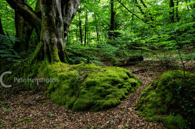 Forest glade