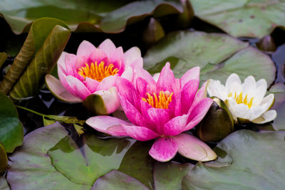 Pond Lilies 